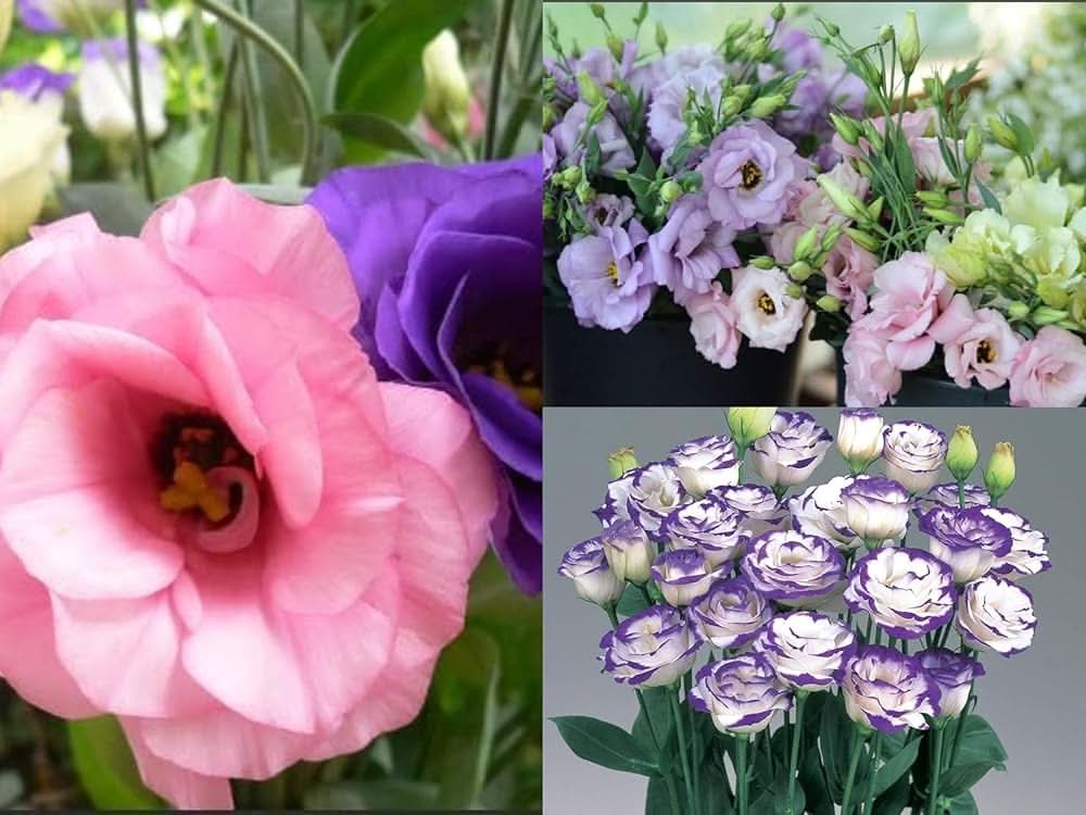 Bonsai Lisianthus Eustoma Grandiflorum Flower Seeds for Planting in Indoor Pots and Balcony Displays