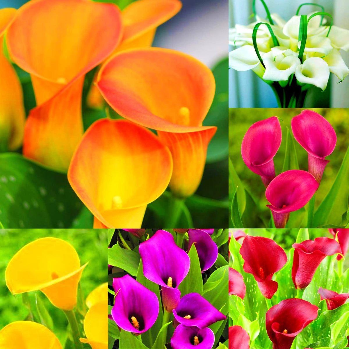 Colorful Calla Lily rare bonsai flower seeds for garden planting