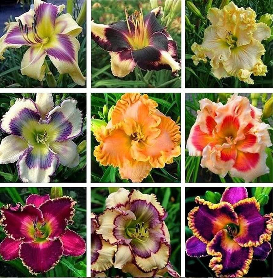 Daylily Hemerocallis Desperado Flower Seeds for Planting in Backyard Gardening and Perennial Borders