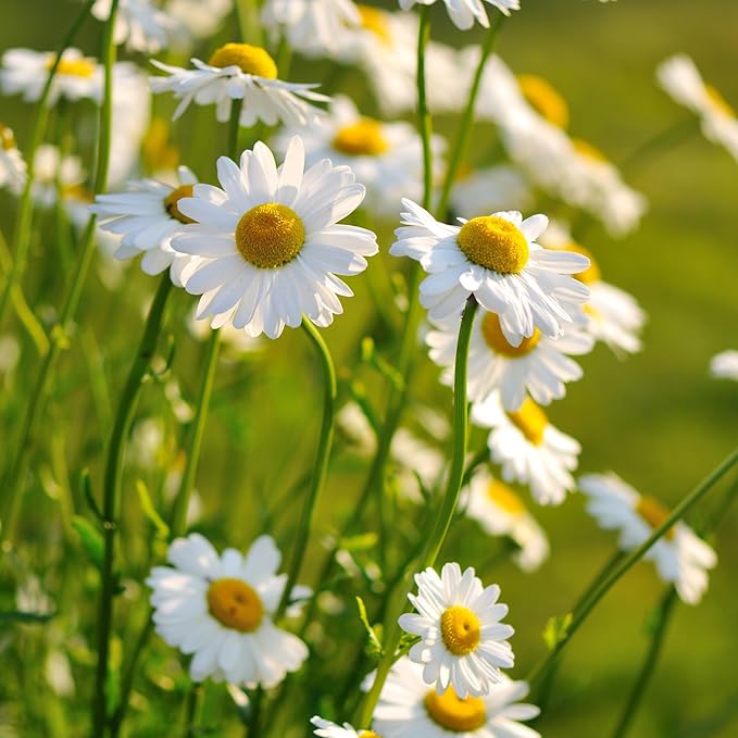 Daisy Bellis perennis Flower Seeds for Planting in Flower Bed