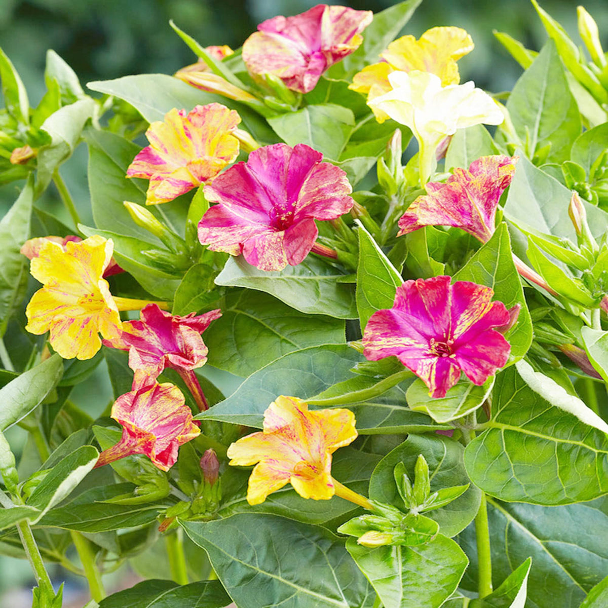 Four O'Clock Mirabilis jalapa Red flower seeds for planting in home garden or evening bloom garden beds