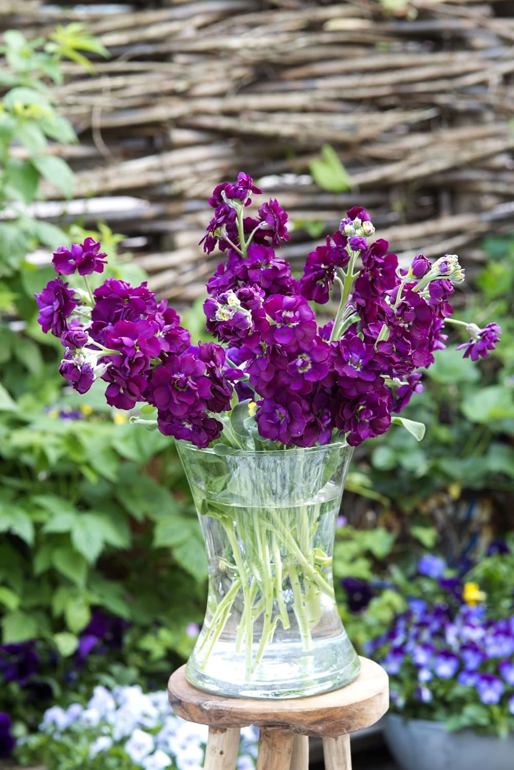 Deep Purple Matthiola Incana Seeds – Fragrant Flower Seeds for Planting seeds for planting in home garden