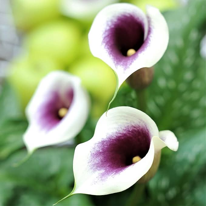 Calla Lily Zantedeschia Aethiopica Flower Seeds for Planting in Indoor Pots and Moist Garden Areas