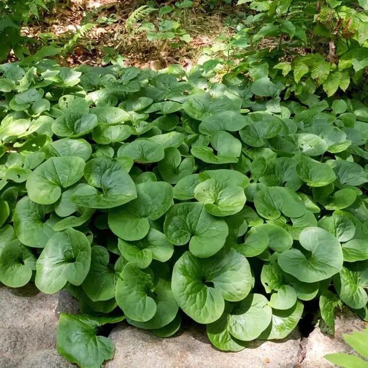 organic-wild-ginger-medicinal-herb-seeds

