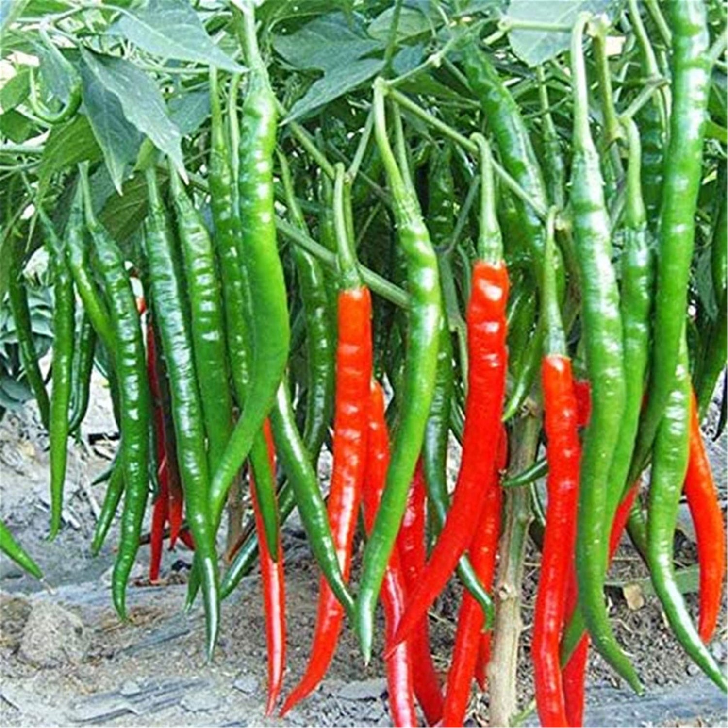 Cayenne Pepper Hot Mix Seeds – Fiery Variety Seeds