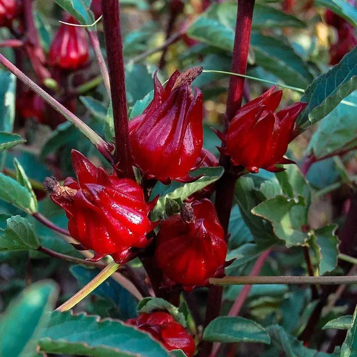 Roselle Flower Seeds for Planting - Non-GMO Heirloom Garden Seeds for Your Home Garden Dhara Seeds