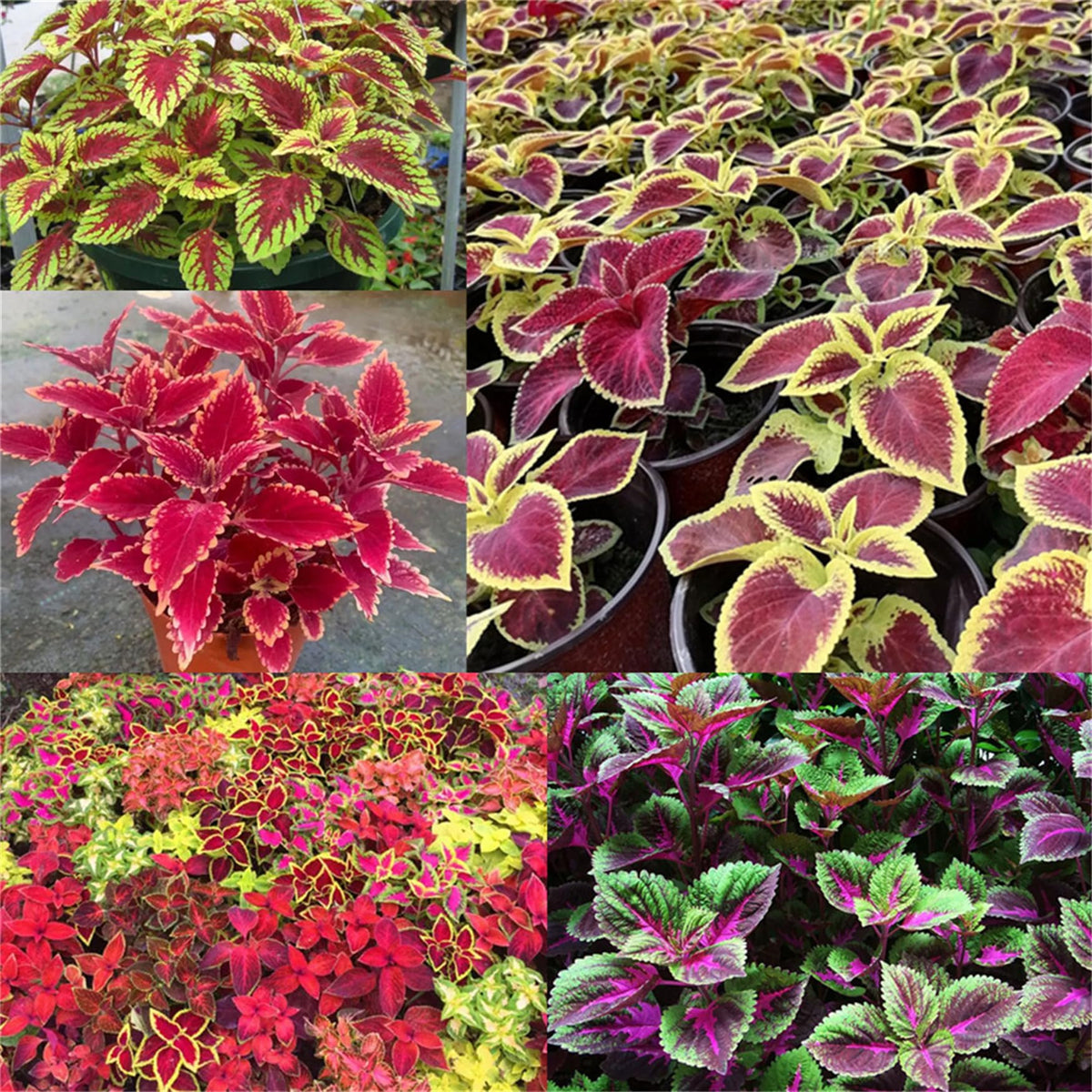 Coleus – Chocolate Symphony ornamental plant for planting in flower bed