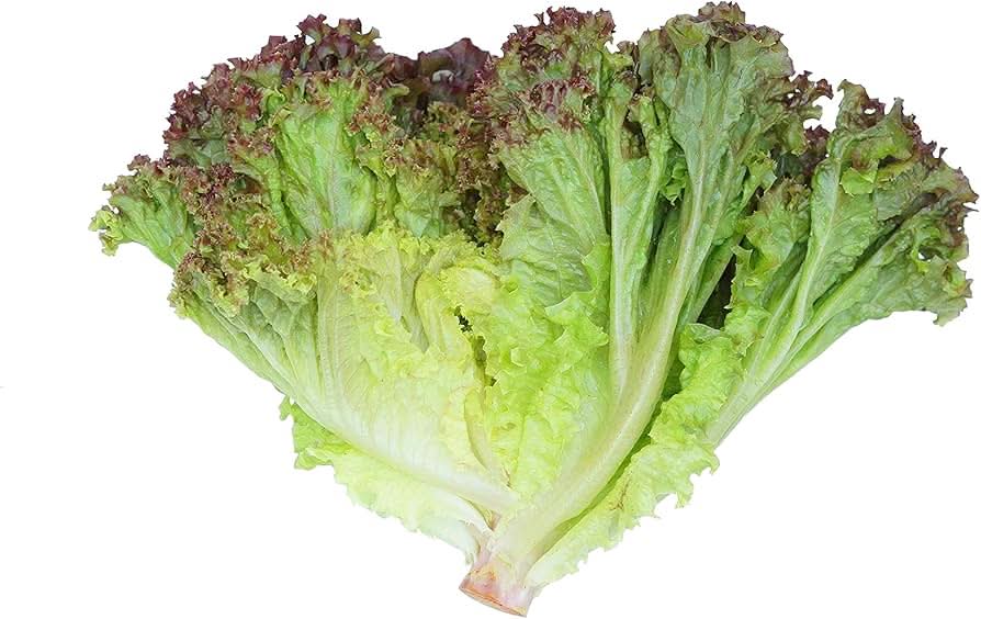 Prizehead Lettuce Heirloom Vegetable Plant Seeds