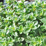 Lemon Thyme Thymus Citriodorus herb seeds for planting in kitchen garden