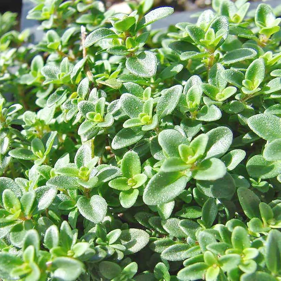 Lemon Thyme Thymus Citriodorus herb seeds for planting in kitchen garden