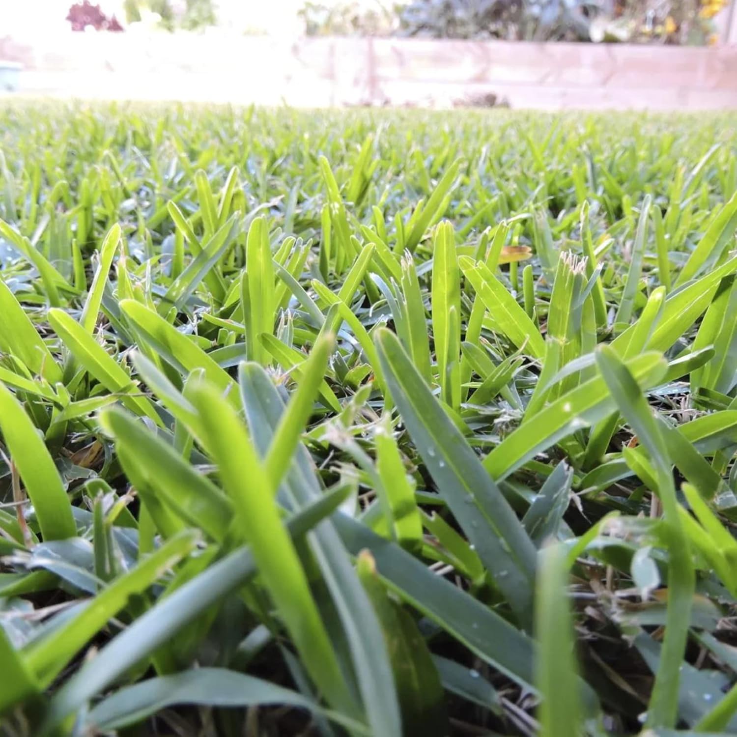 Buffalo Grass Seeds