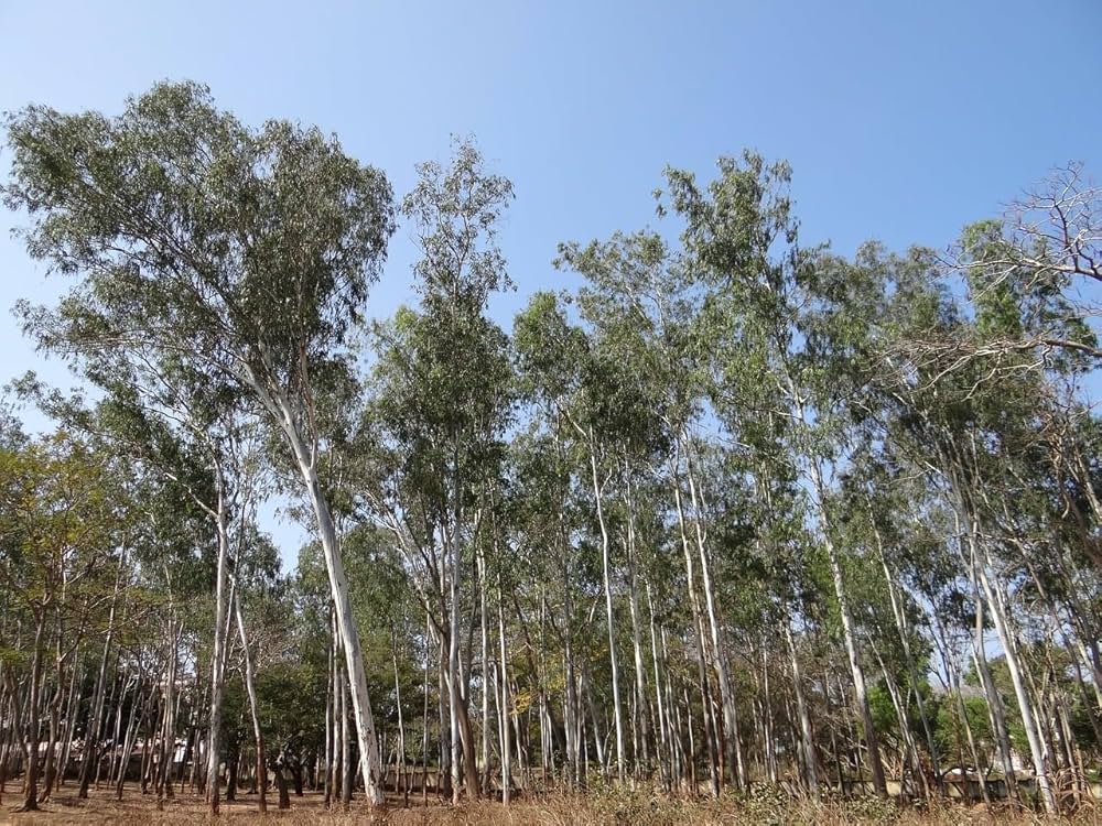 Eucalyptus Nitens Tree Seeds - Eucalyptus Tree Seeds-Heirloom & Non-GMO Seeds for planting – Fresh Herb for Your Garden
