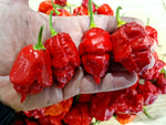 Apocalypse pepper plant grown from seeds with fiery red, wrinkled super-hot peppers