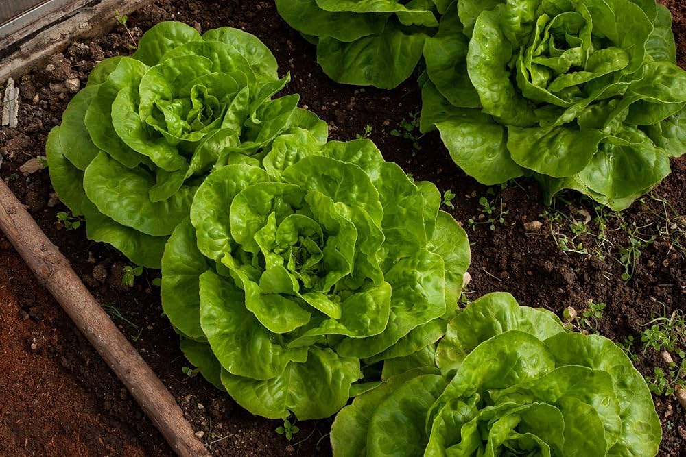 Grand Rapids Leaf Lettuce Seeds Count for Crisp, Tender Salad Greens