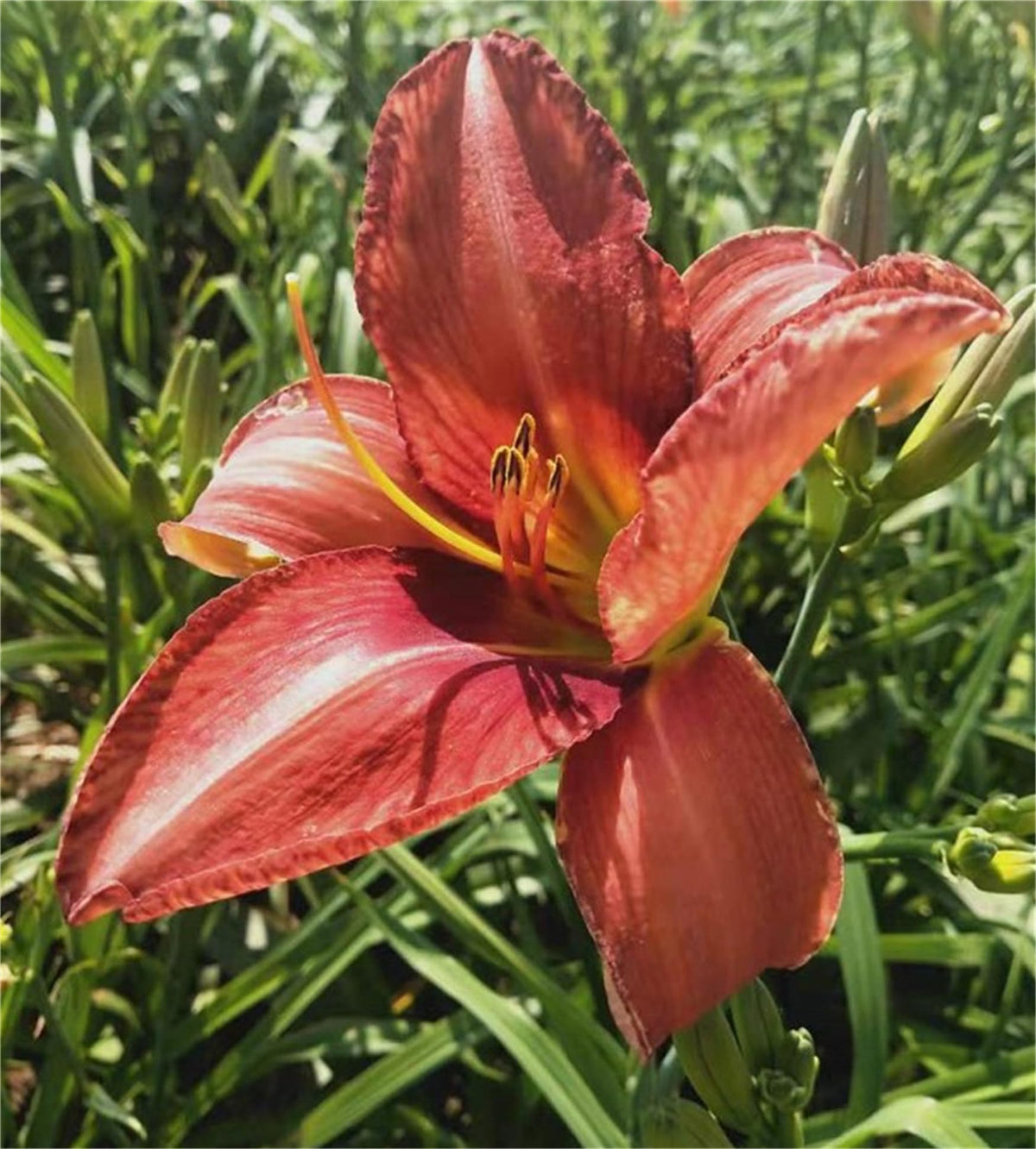 Daylily Hemerocallis for planting in flower bed