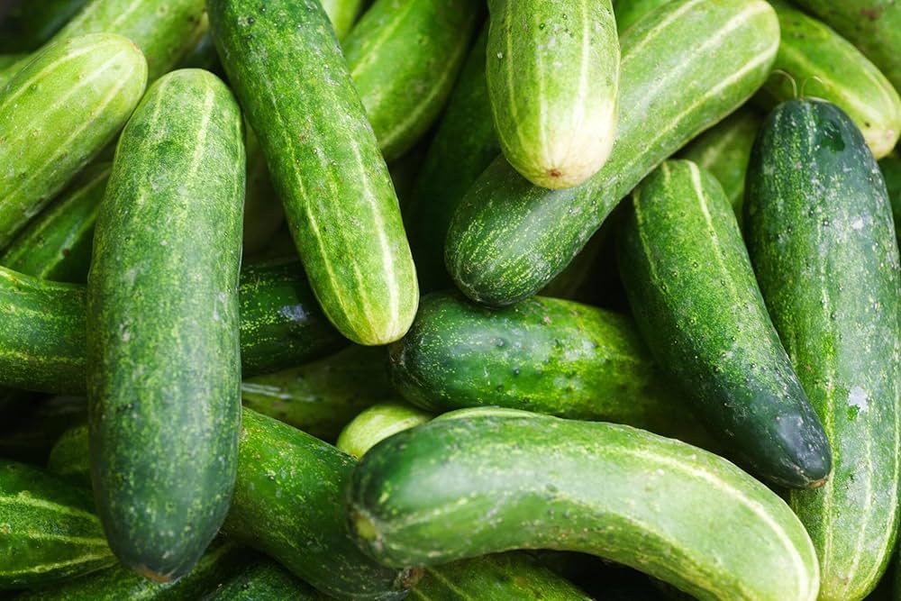 Cucumber Cucumis sativus Vegetable Seeds for Planting