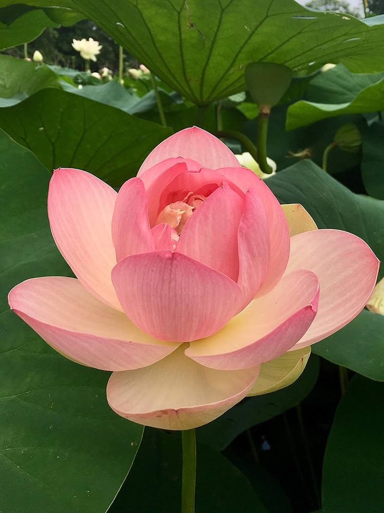 Lotus Nelumbo nucifera Flower Seeds for Planting for Water Garden