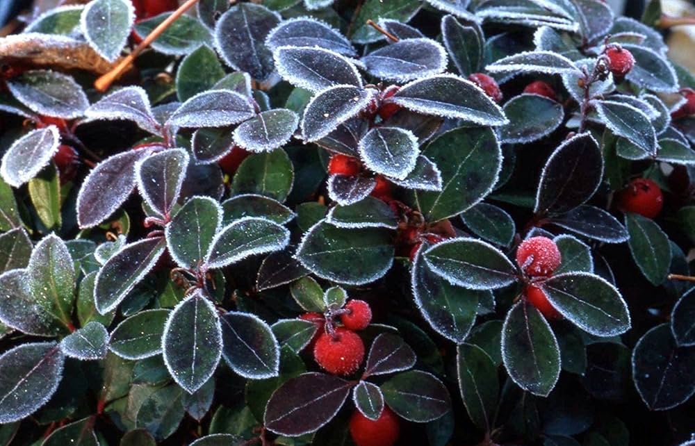 Wintergreen Plant Seeds for Planting