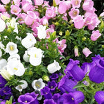 close-up of tall campanula stems with large red bell flowers

