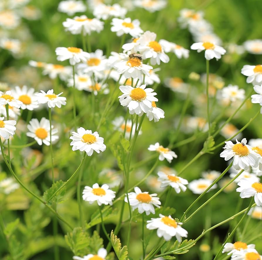 Dalmatiner Pyrethrum Tanacetum cinerariifolium Seeds for Planting - Ideal for Flower Bed & Urban Garden