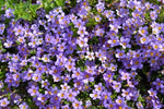 Bacopa Blutopia Flower Seeds for Planting – NON GMO Seeds Dhara Seeds