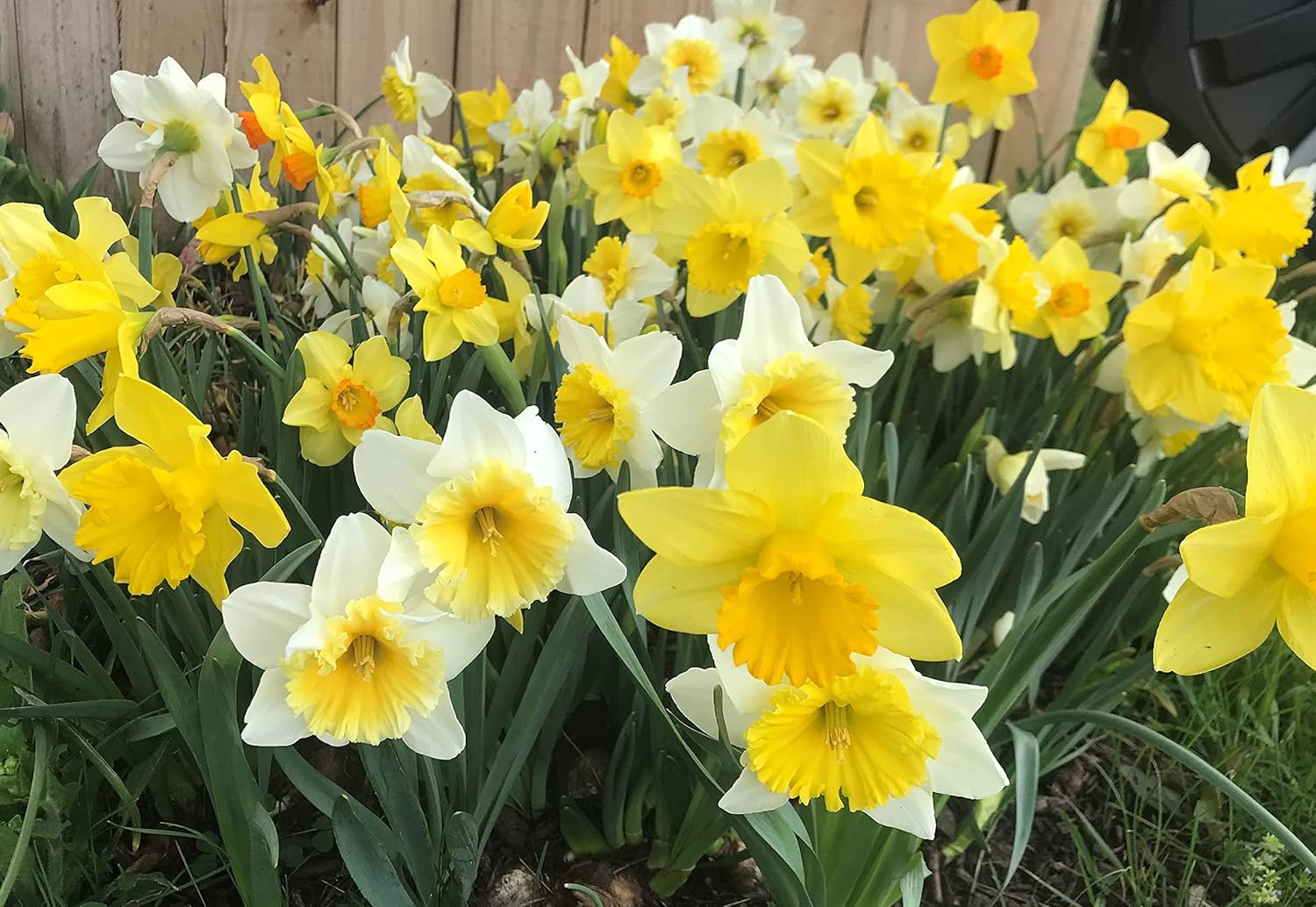 60 Days of Daffodils - Long Lasting Mix