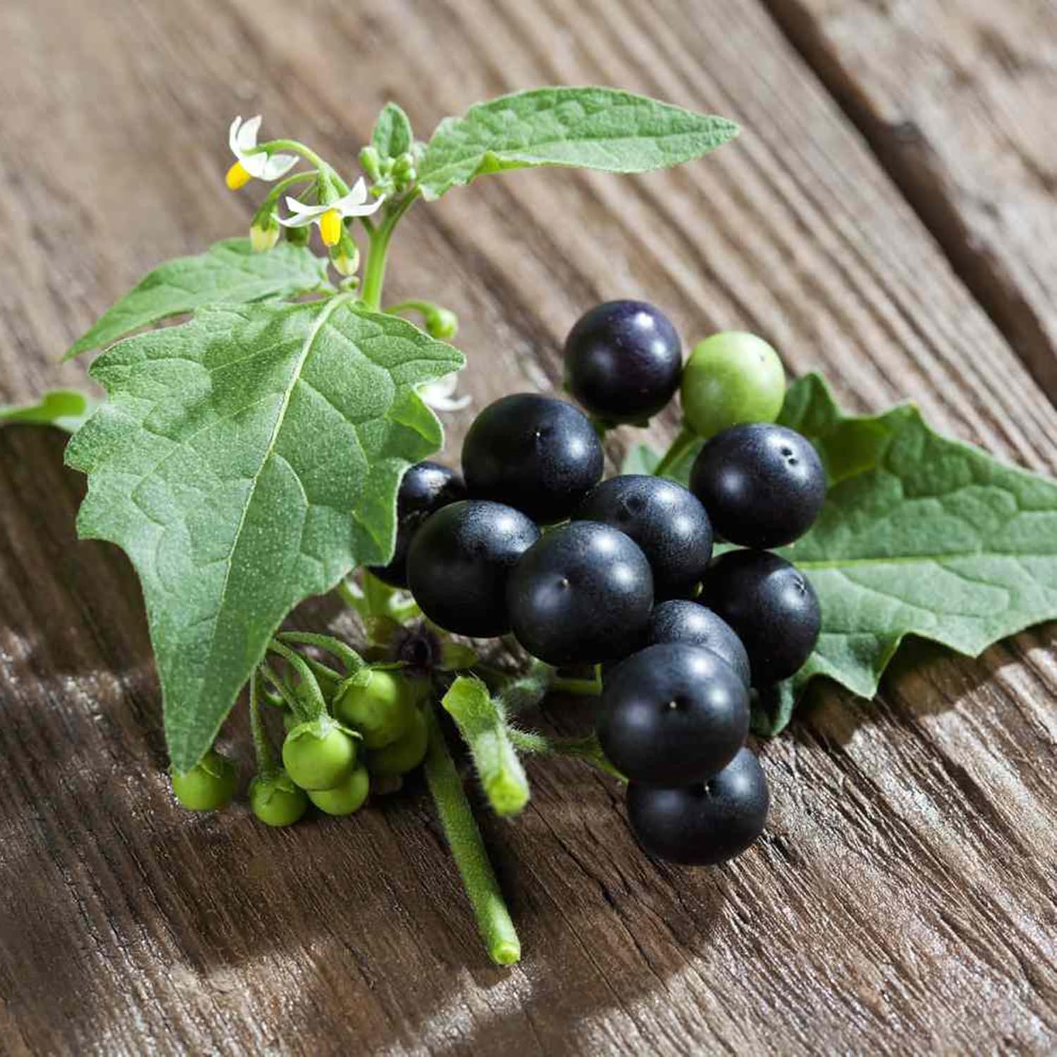 Black Nightshade Seeds