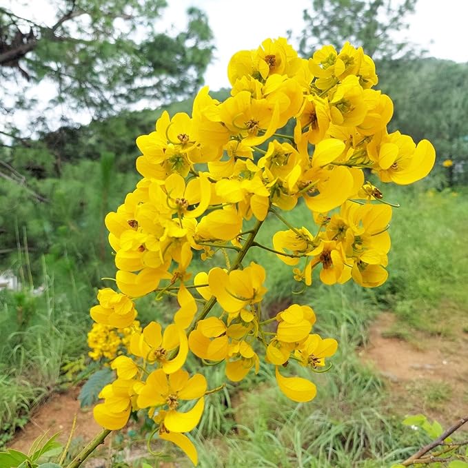 Cassia Spectabilis Tree Seeds – Fast-Growing Tropical Yellow Flowers