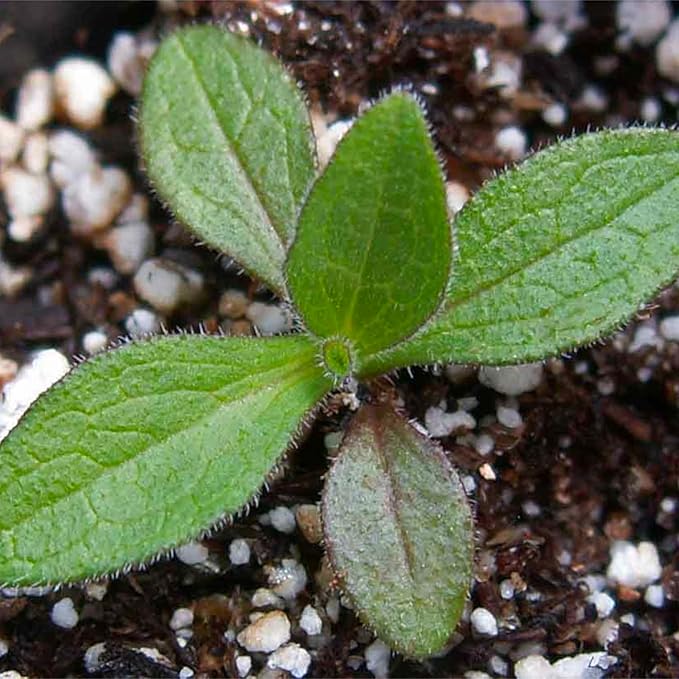 England Aster Callistephus chinensis Seeds for Planting in Flower Bed & Garden
