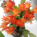 Christmas Cactus Flower Seeds for Planting - NON GMO Seeds Dhara Seeds