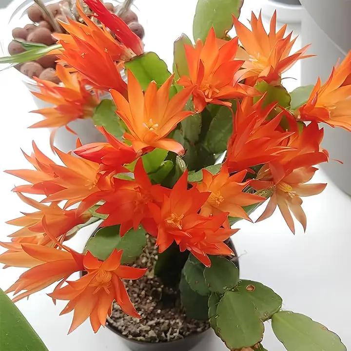 Christmas Cactus Flower Seeds for Planting - NON GMO Seeds Dhara Seeds