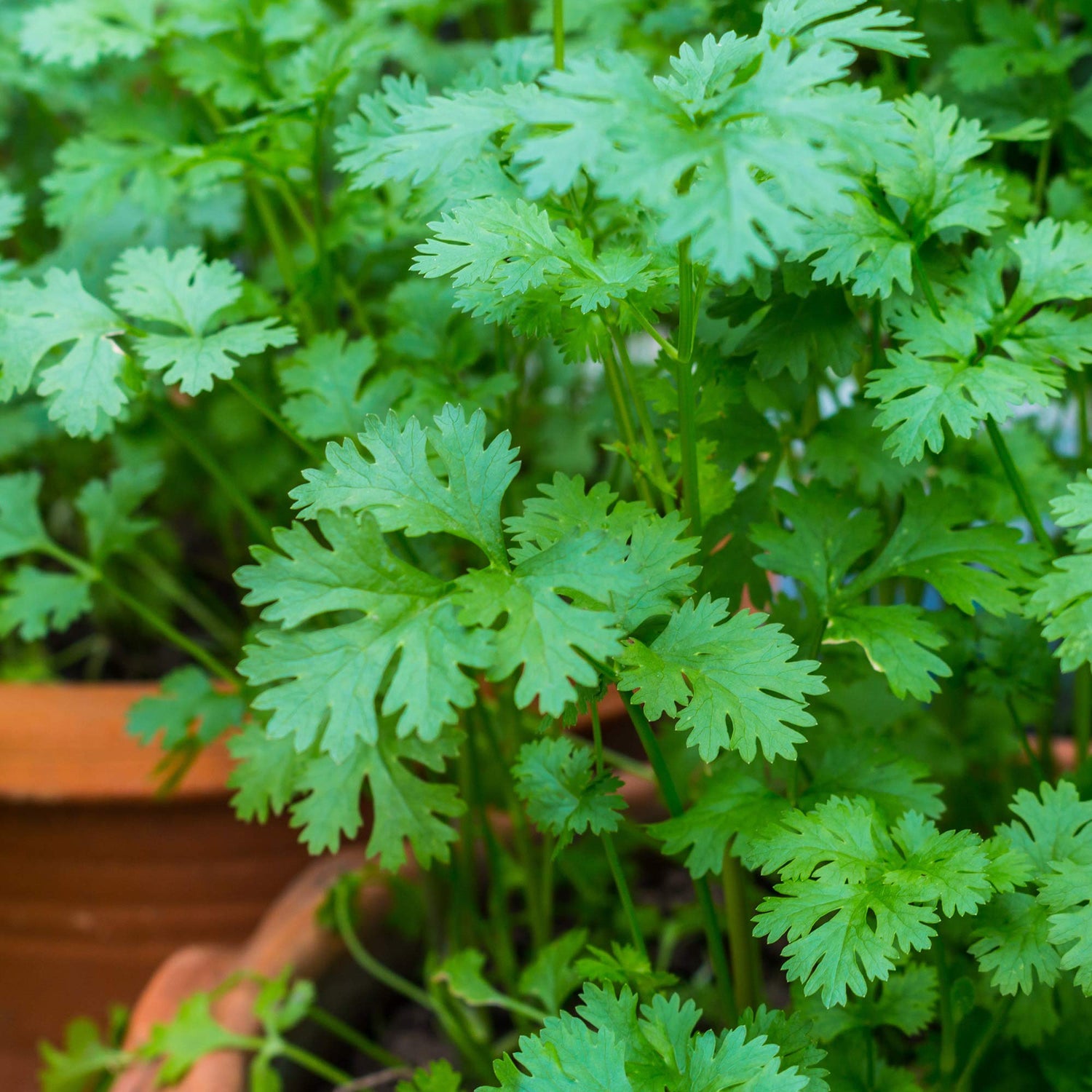 Organic Leisure Splits Cilantro Seeds for Plsnting- Culinary Use and Herb Gardens – Fresh Herb for Your Garden
