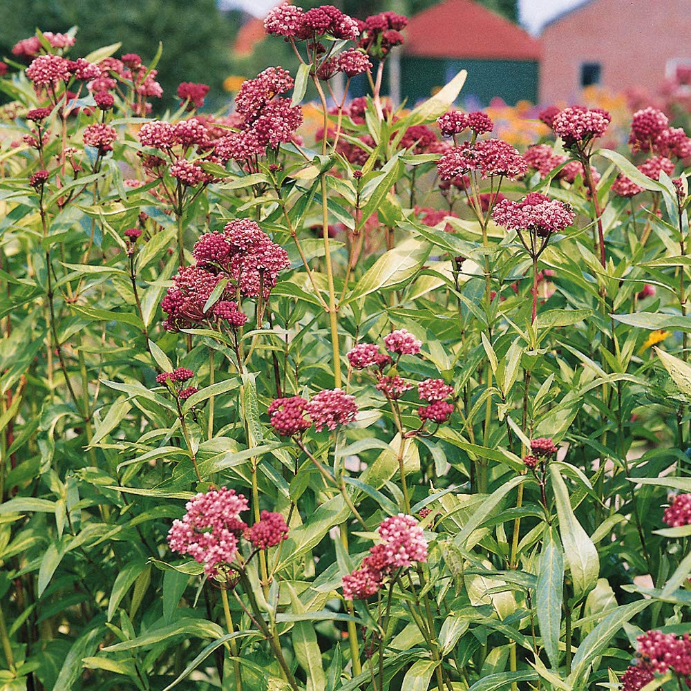 Cinderella Swamp Milkweed Seeds Asclepias incarnata for Pollinator-Friendly Flower Gardens
