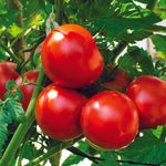 Heinz 2653 tomato grown from organic seeds with firm red fruits ideal for sauces and canning