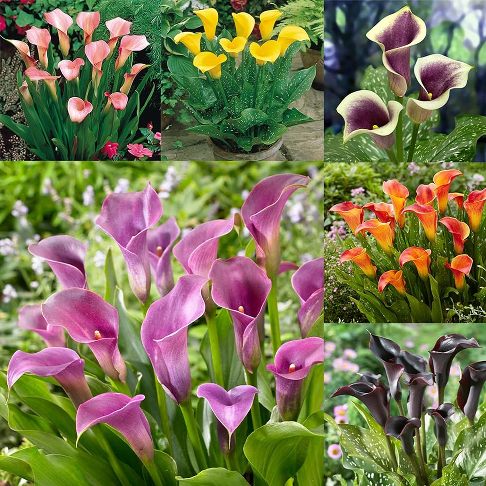 Calla Lily – Zantedeschia aethiopica – for elegant indoor and garden planting