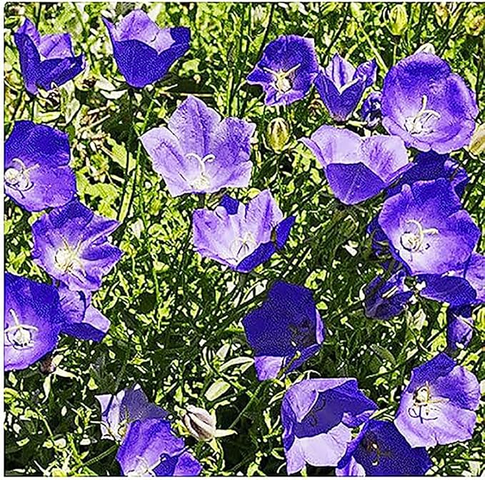 Campanula Bellflower Campanula spp. Seeds for Planting in Flower Bed & Garden
