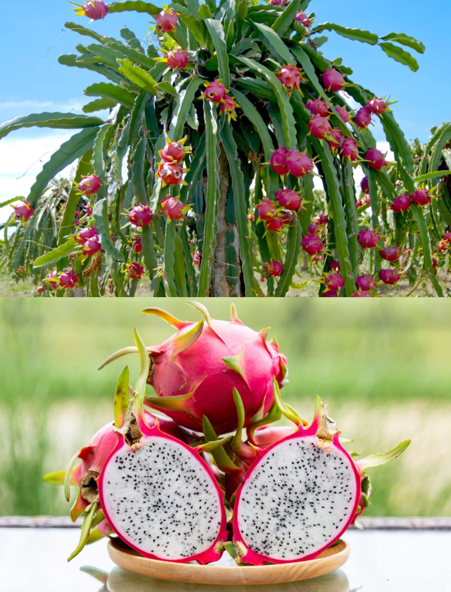 Dragon Fruit (Hylocereus spp.)