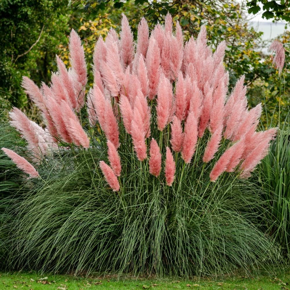 Pink Pampas Grass Seeds