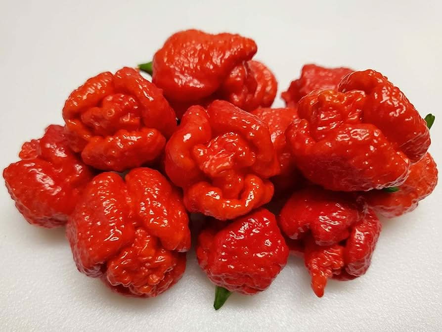 Trinidad Moruga Scorpion World’s Hottest Pepper Plant Seeds