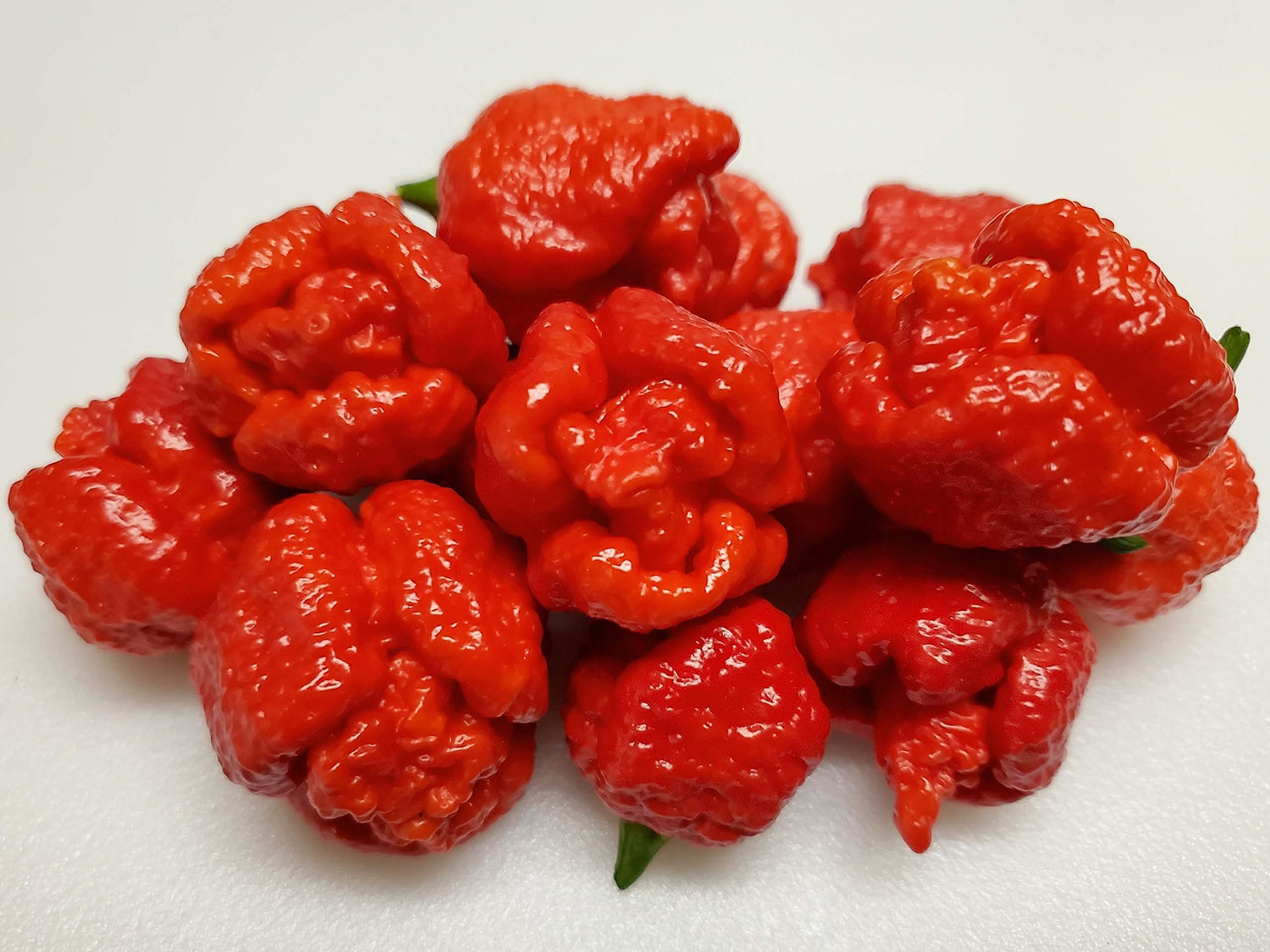 Trinidad Moruga Scorpion Pepper Seeds, Organic Hot Chili