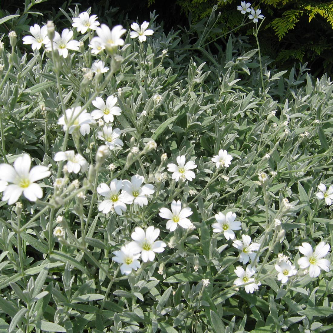 CERASTIUM Perennial Flower Seeds