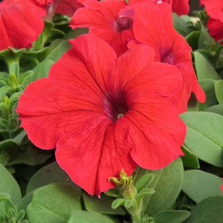 Petunia Double Madness Burgundy Flower Seeds for Planting - Heirloom, NON-GMO, Easy to Grow Dhara Seeds