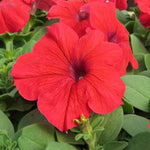 Petunia Double Madness Burgundy Flower Seeds for Planting - Heirloom, NON-GMO, Easy to Grow Dhara Seeds