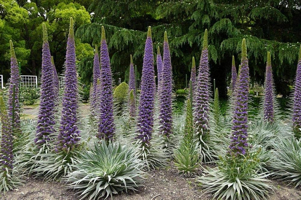 Echium Pininana Blu Campanile Torre di Gioielli Rosette Seeds
