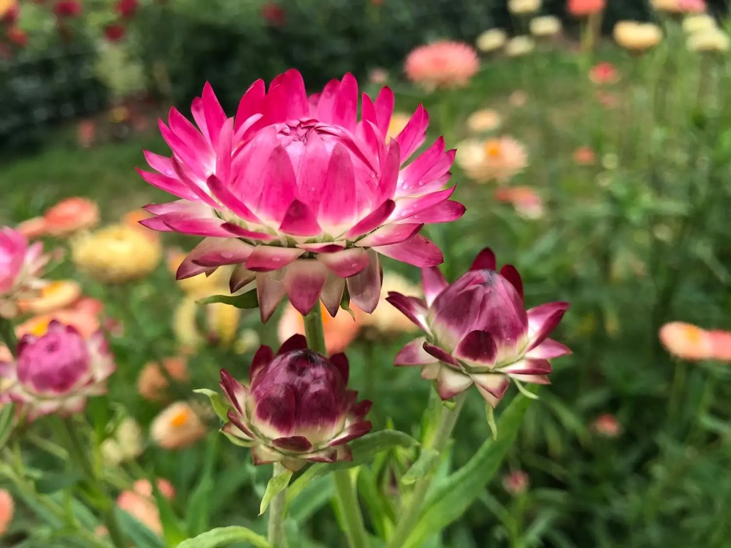 Helichrysum Bracteatum Flower Seeds for Planting - NON GMO Seeds Dhara Seeds