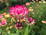 Helichrysum Bracteatum Flower Seeds for Planting - NON GMO Seeds for planting in home garden
