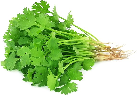 Coriander Coriandrum Sativum Seeds for Planting in Herb Garden & Vegetable Patch