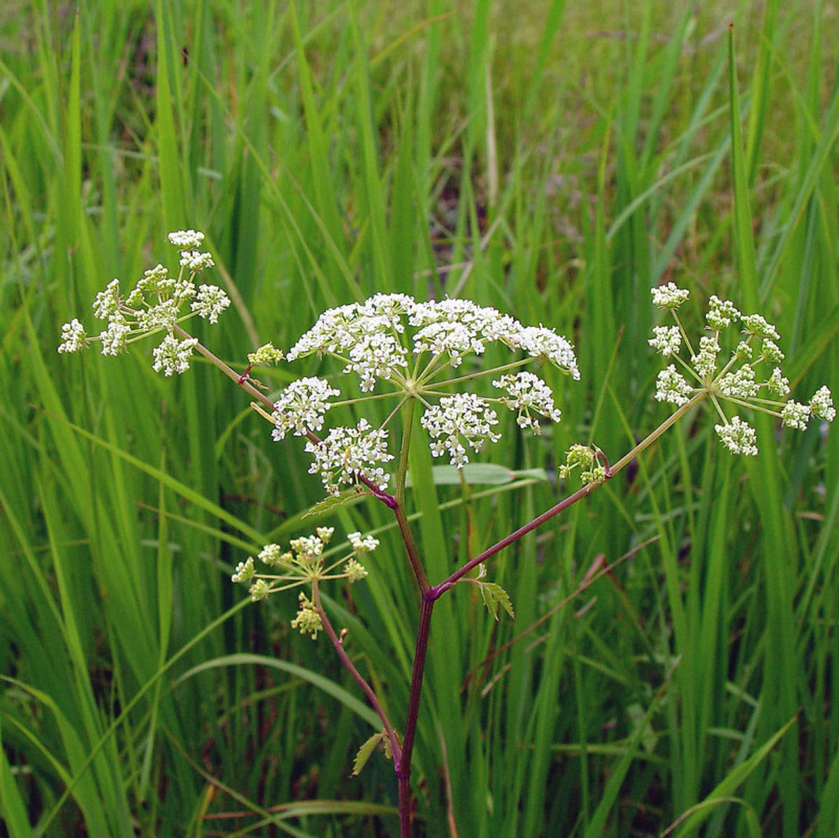 Cicuta Maculata Plant Seeds for Planting - 100 pcs for planting in your garden.