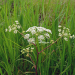 Cicuta Maculata Plant Seeds for Planting - 100 pcs for planting in your garden.