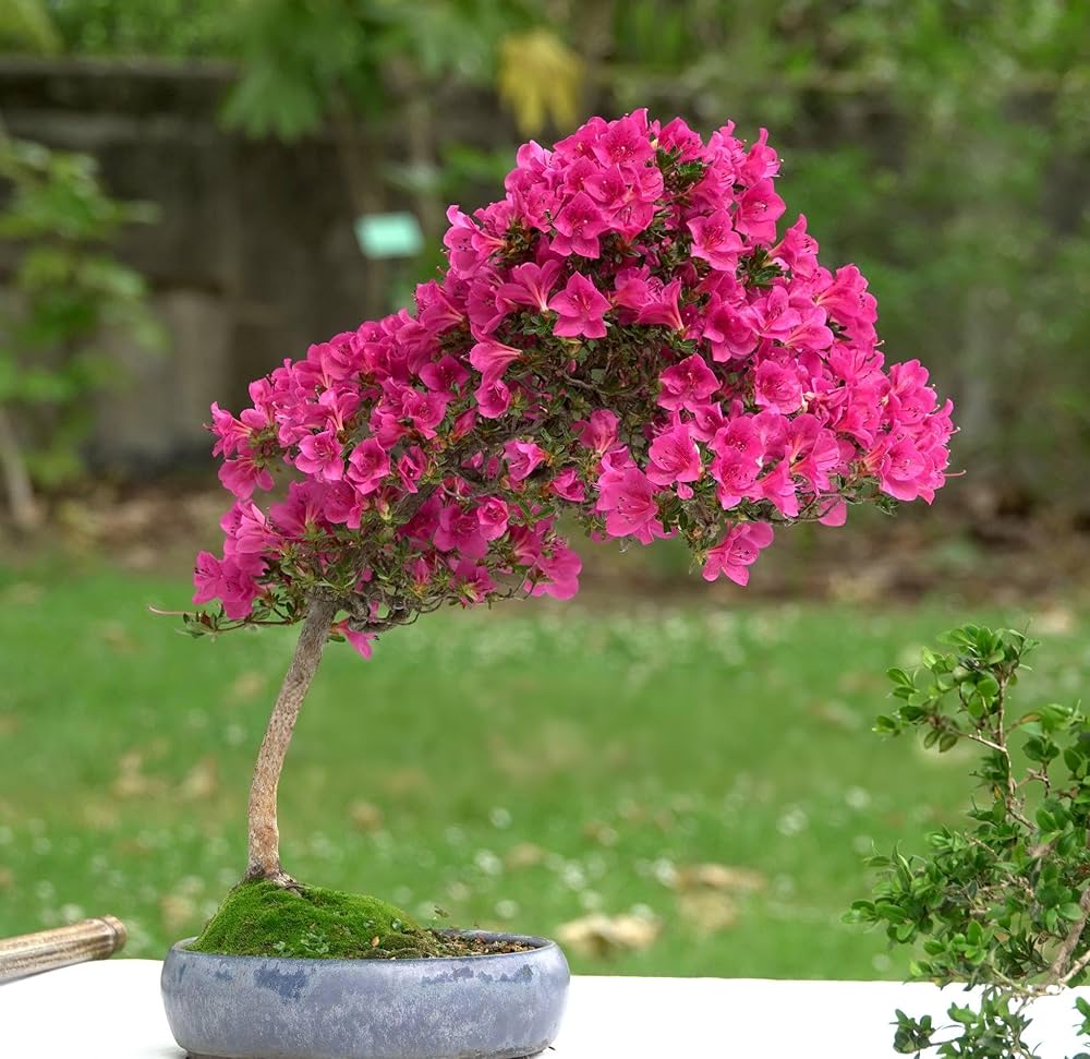 Bougainvillea Bougainvillea Glabra Bonsai Flower Seeds for Planting – Perfect for Balcony Garden and Miniature Landscaping